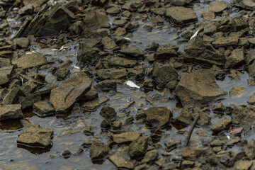 fish trapped between rocks on the bank of a river