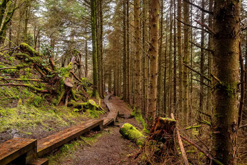 Narrow wooden foot path with anti slippery surface in a forest on a hill. Knoncknarea, county Sligo, Ireland. Great trail with fresh air and great scenery. Outdoor activity concept