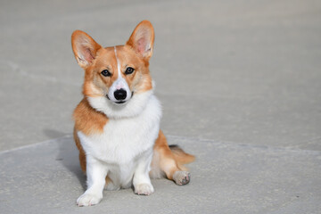 Young Corgi in the Sun