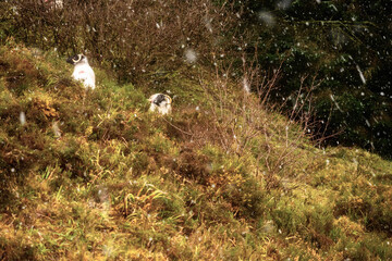 Sheep in a field at winter season, Snow flakes falling on the ground. Trees in the background.
