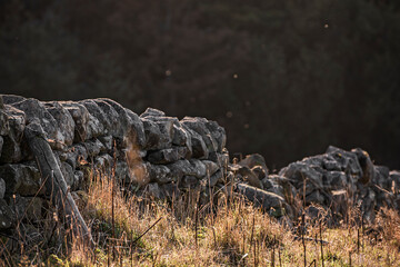 Fototapeta na wymiar Old and traditional handmade stone wall boundary in a grassy rural field in the warm sunlight.