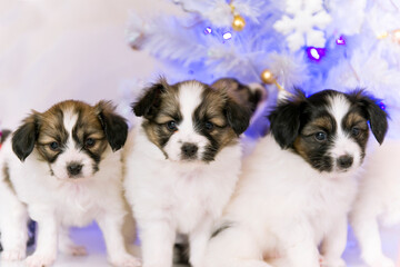 Papillon puppies under the Christmas tree with gifts.