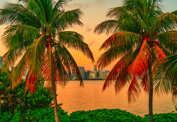Fototapeta na wymiar palm trees at sunset Miami Florida usa beautiful place 