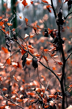 Dry leaves in black and orange tone. Beauty of Decay.