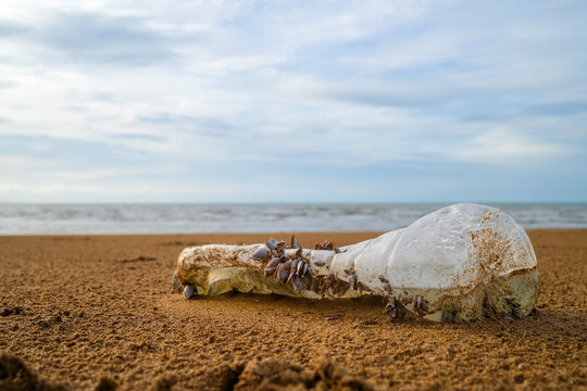 Plastic bottle with barnacles on the beach, plastic pollution