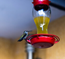 colibrí alimentándose de miel posando mientras posa para una foto © MiguelAlejandro