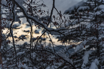 Schneebedeckte Äste im Wald