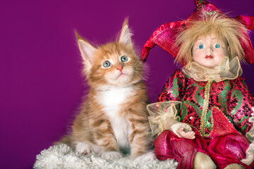 A nice red maine coon kitten and an elf at Christmas.