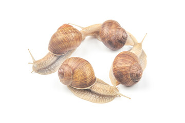 Helix pomatia. grape snail on a white background. mollusc and invertebrate. gourmet protein meat food. communication of the individual in society