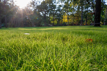 field of grass in the park