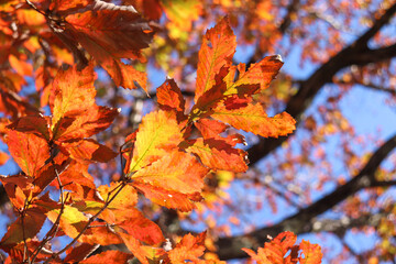 秋 葉っぱ オレンジ 鮮やか かわいい
