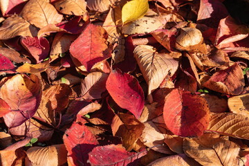 Fallen cherry leaves , Autumn leaves on the ground