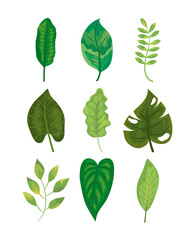 icon set of green leaves, colorful design
