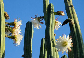 Blooming San Pedro Cactus (Latin - Trichocereus pachanoi) - obrazy, fototapety, plakaty