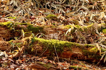 倒れた木に生えた緑色の苔