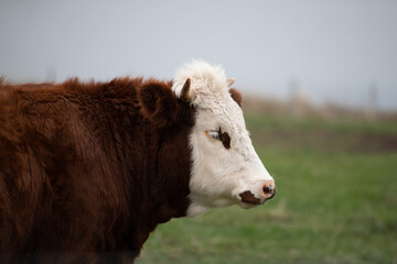 A Hereford cow with a white head, dark eyes, large ears and a red colour hairy body. The large beef bull has pointy horns, furry ears and a dark nose. The animal is standing in a green grassy meadow. 