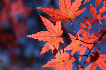 紅葉 もみじ 赤い 鮮やか 美しい 落ち着いた 幻想的