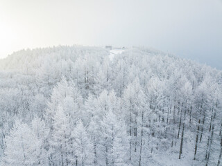 새하얀 겨울 숲