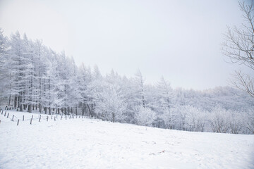 새하얀 겨울 숲