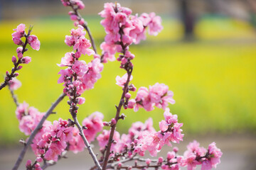 Obraz na płótnie Canvas 満開の菜の花とピンク色の桃の花 