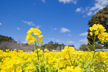 Obraz premium 青空の下の満開の菜の花畑 