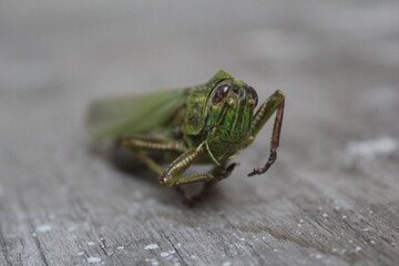 grasshopper on a leaf