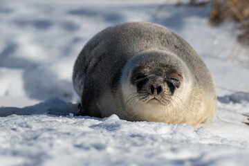 A large harp seal with dark eyes, long whiskers, a heart shaped nose and grey fur laying on its belly in the snow. The sun is shining on the animal giving it a warm tone. The seal looks sleepy or sad.