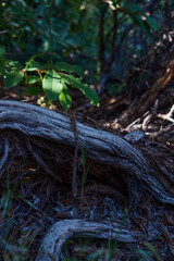 Roots Divide Forest Floor