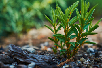 Close-up of Yellow (Oleander) Aphids  on Weeds