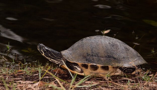 Florida Three Toed Box Turtle standing next to a lake with head stretching