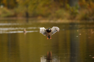 Mallard duck flying toward the camera on a lake.