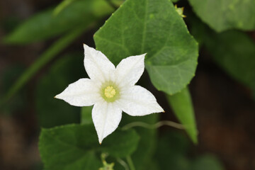 Fototapeta na wymiar White Morning glory flower in garden at thailand