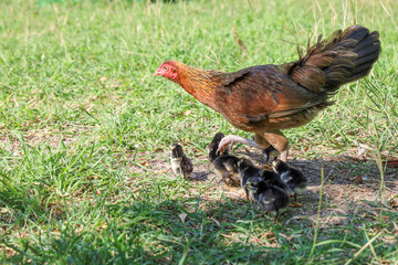 fighting cock hen and baby cock eat food in garden at thailand