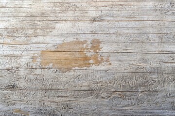 The texture of natural rough wood with insect moves on the surface