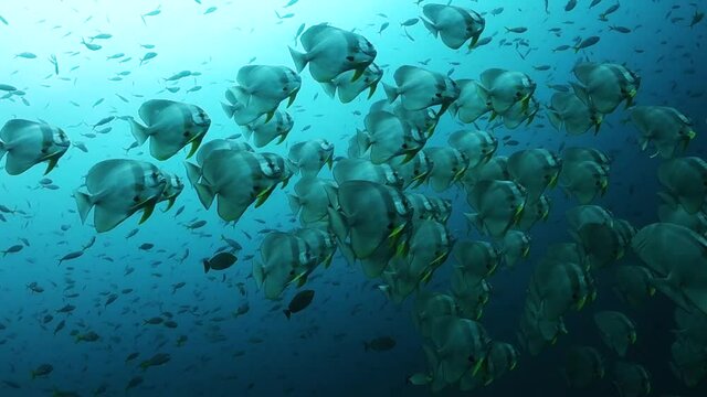 Huge school of Teira Batfish migrating together to feed in open ocean.