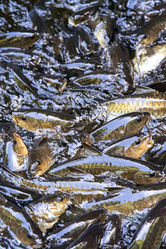 Kelah Fish at Kenyir Lake Kelah Sanctuary near Hulu Terengganu, Malaysia.