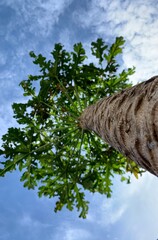 Fototapeta premium tree and sky
