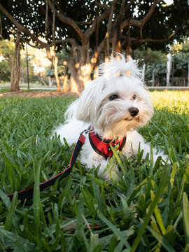 Cachorra malt&eacute;s en el parque, echada en el c&eacute;sped.