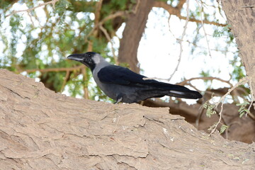 A crow sitting on a tree branch looking for food