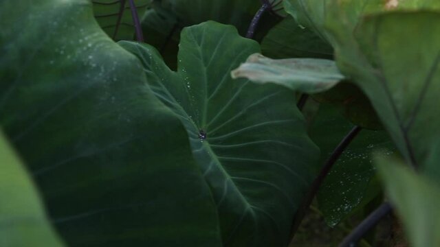 A field of taro plants