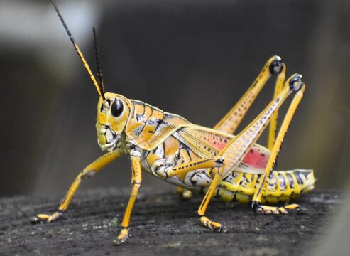 Eastern Lubber Grasshopper