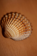 Shell close up modern background high quality prints