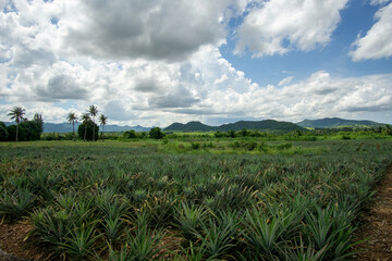 Fototapeta na wymiar Large pineapple fields on a clear summer day.