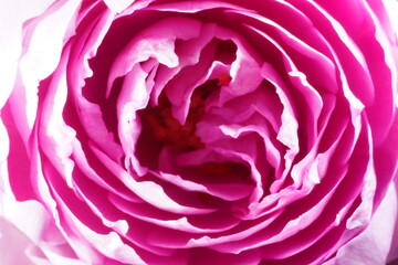 紫色の薔薇の花のクローズアップ