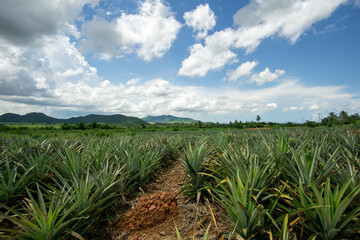 The walkway into the pineapple orchard to trim the leaves.