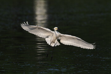 little egret