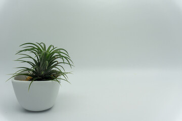 Tillandsia in white ceramic pots