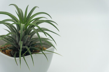 Tillandsia in white ceramic pots