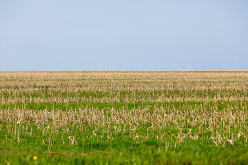Russian agricultural field. Beautiful sown fields among the green hills in Russia.