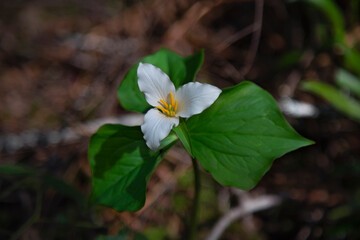 An eye level view of a shaded Great White Trillium in bloom